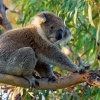 Koala - Phascolarctos cinereus o2902